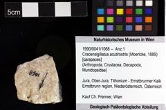 Foto (Objket + Etiketten) von Cracensigillatus acutirostris (Moericke, 1889) 